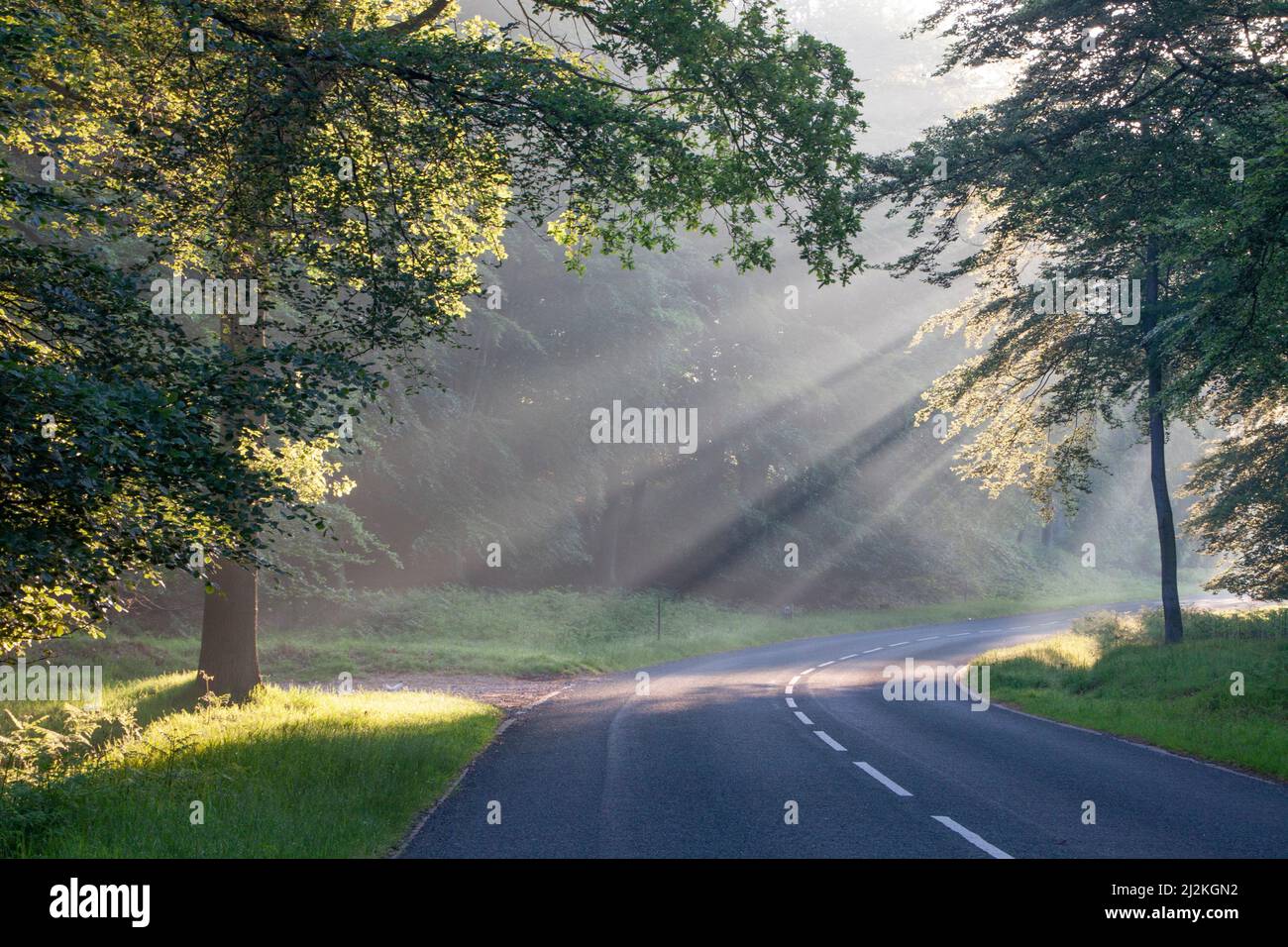 Amanecer temprano por la mañana la luz se filtra a través de la niebla y los árboles a finales de verano a principios de otoño en Cannock Chase en septiembre Foto de stock