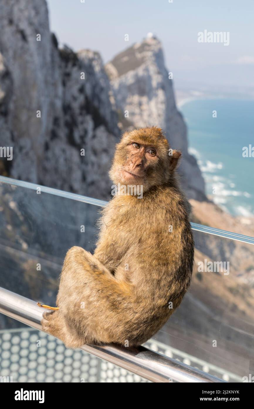 Macaco o mono de roca, Macaca sylvanus, Gibraltar Foto de stock
