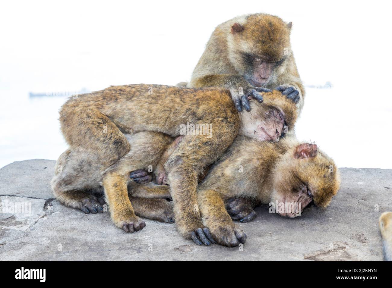 Macaco o mono de roca, Macaca sylvanus, Gibraltar Foto de stock