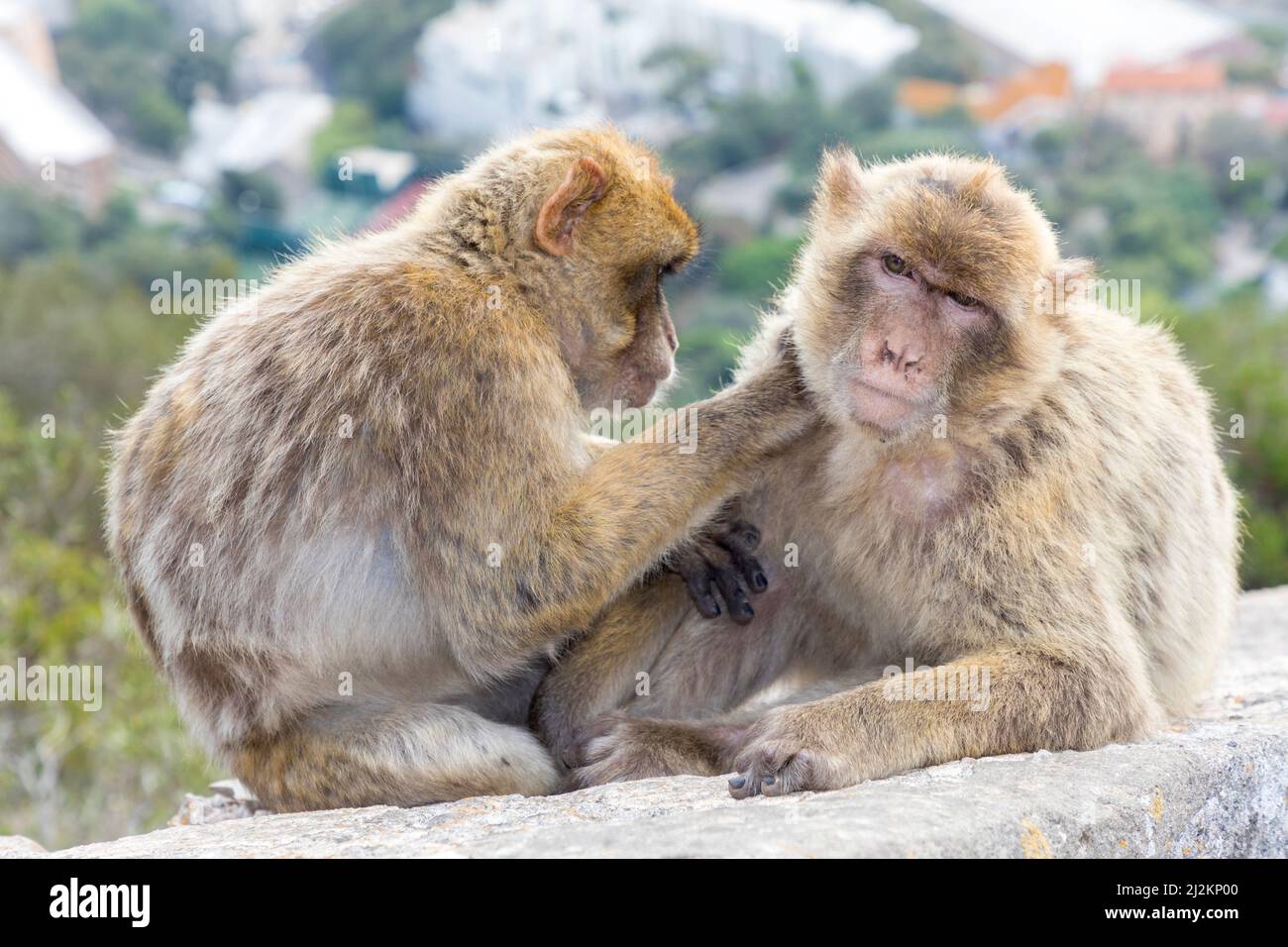 Macaco o mono de roca, Macaca sylvanus, Gibraltar Foto de stock