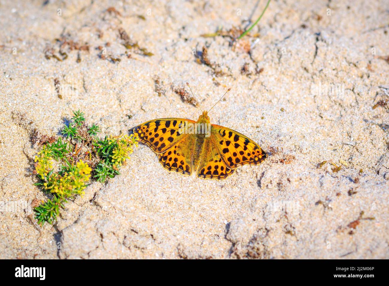 La reina de España, Speyeria issoria lathonia, mariposa descansando en una pradera. Paisaje de dunas costeras, la brillante luz del sol durante el día. Foto de stock