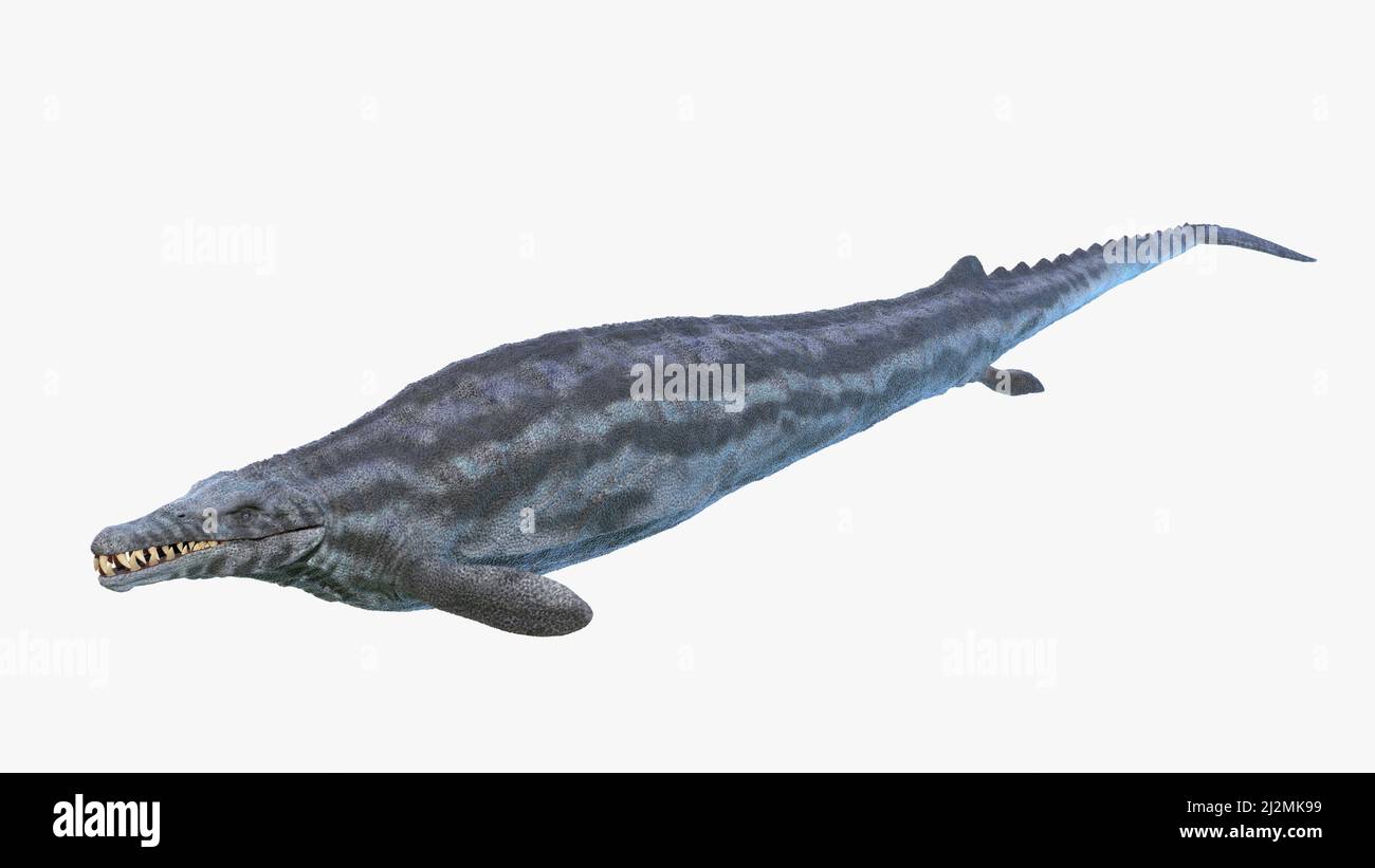 Basilosaurus fotografías e imágenes de alta resolución Alamy