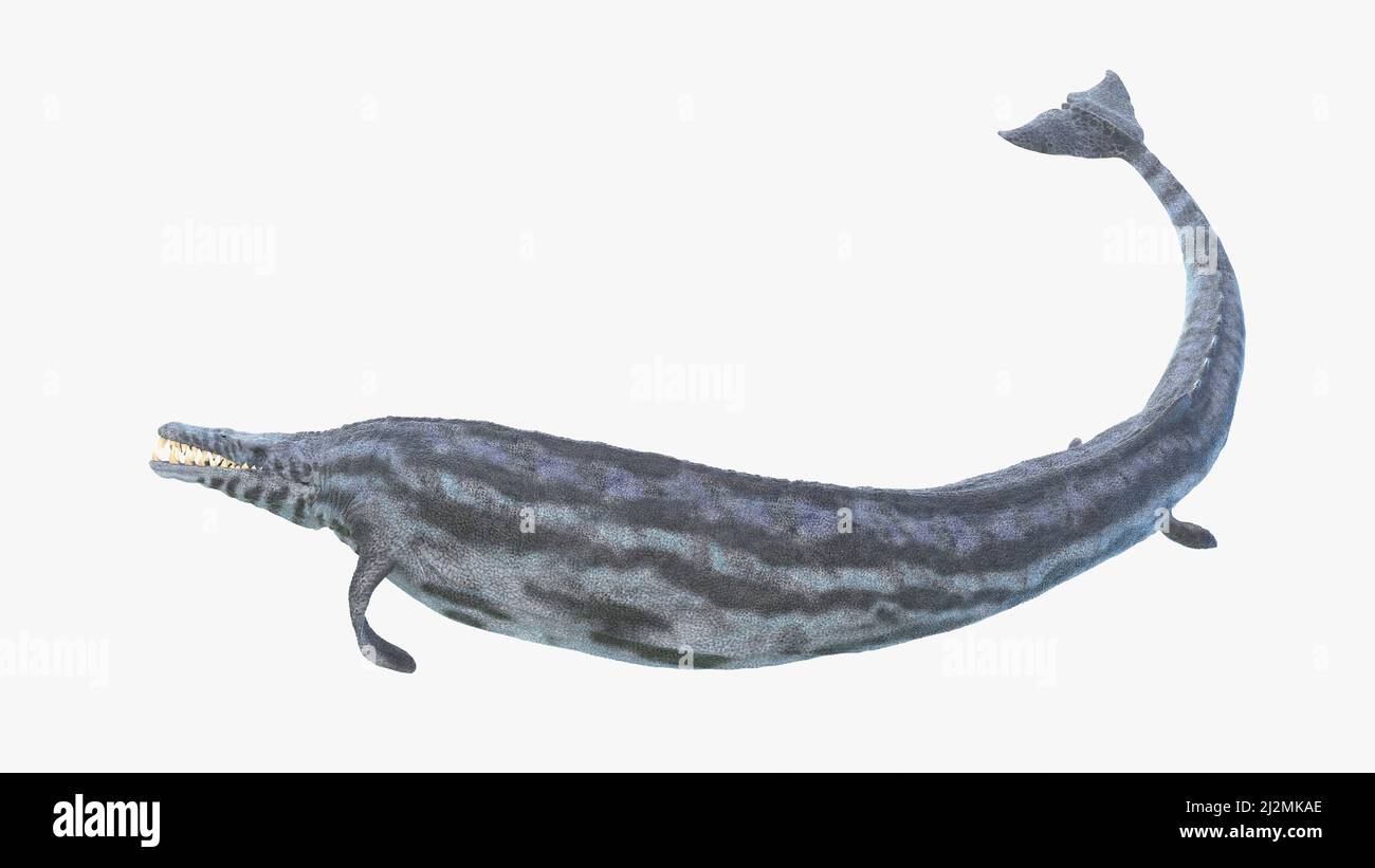 Basilosaurus fotografías e imágenes de alta resolución Alamy