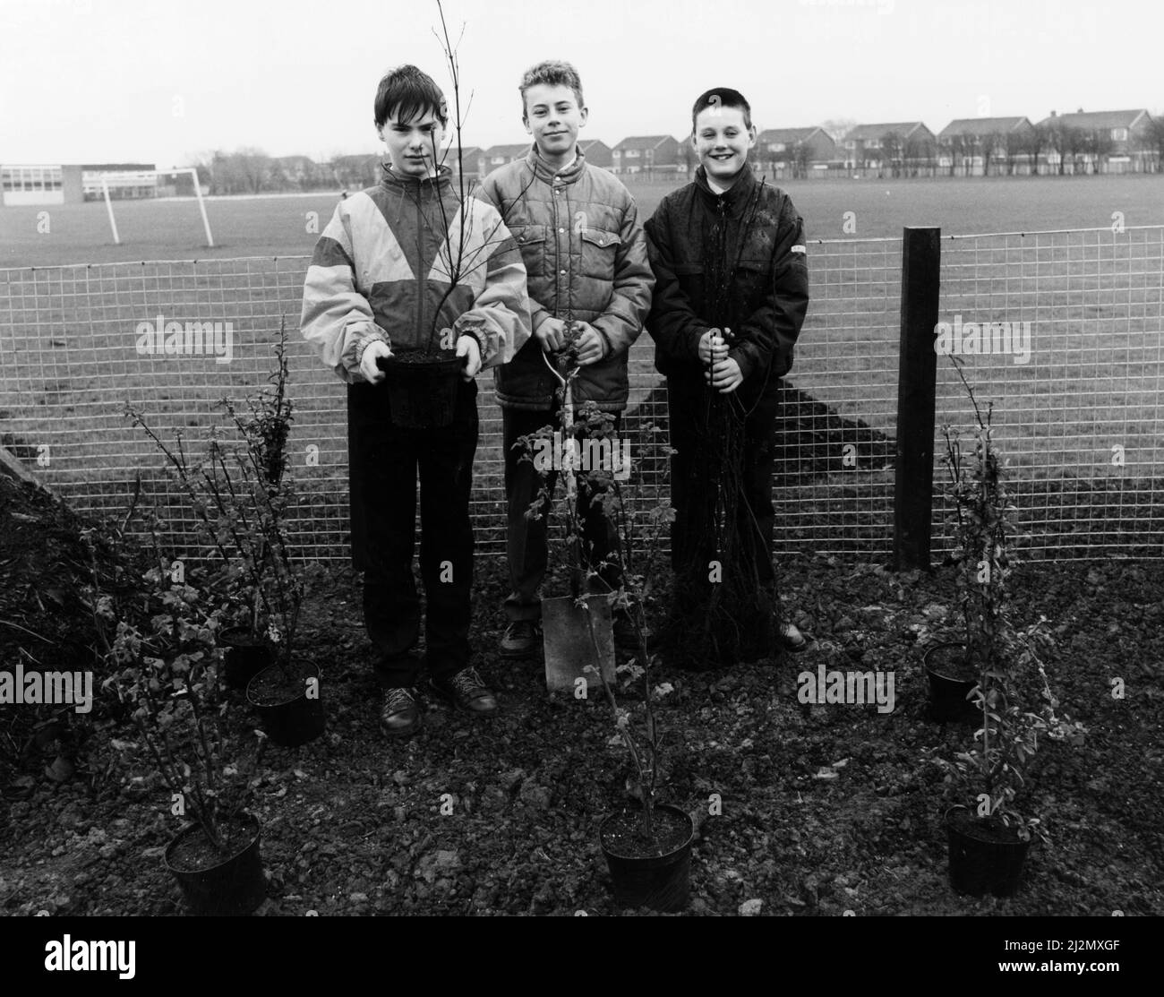 Gilbrook School, Eston, Redcar y Cleveland, North Yorkshire. 27th de marzo de 1990. Pulips puso los toques finales a un esquema para mejorar la apariencia de su entorno local. Más de 3000 árboles y arbustos han sido plantados en el borde de la carretera y la escuela, incluyendo roble, fresno, rowan y espino. Los árboles han sido proporcionados por el Departamento de Desarrollo Económico y Planificación del Consejo del Condado de Cleveland. Los voluntarios incluyen (de izquierda a derecha) a Ben Wilkinson, Lee Sinton y Mark Wilson. Foto de stock