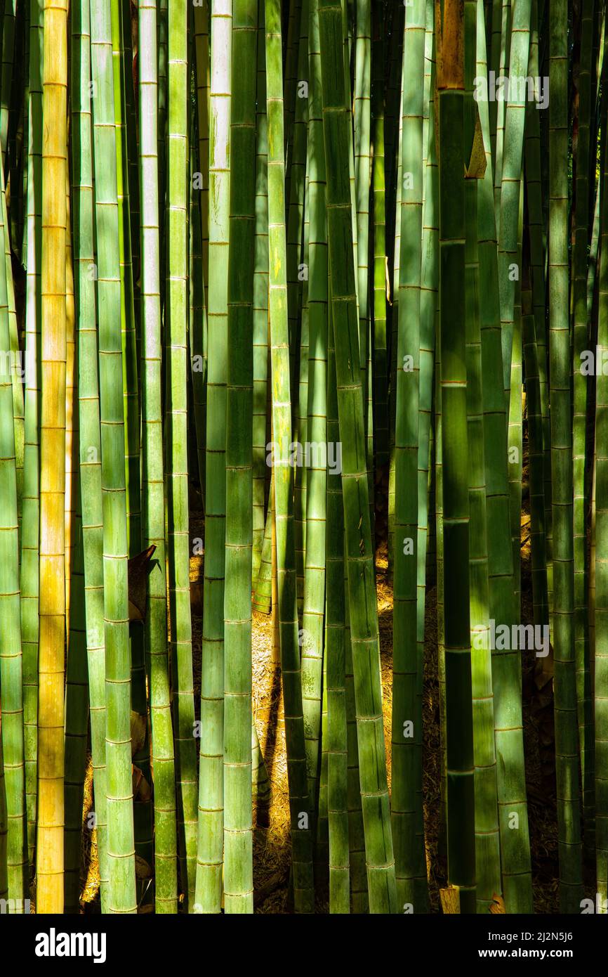 Cerca aislado de Trunks de Bambú Verde en el bosque Foto de stock
