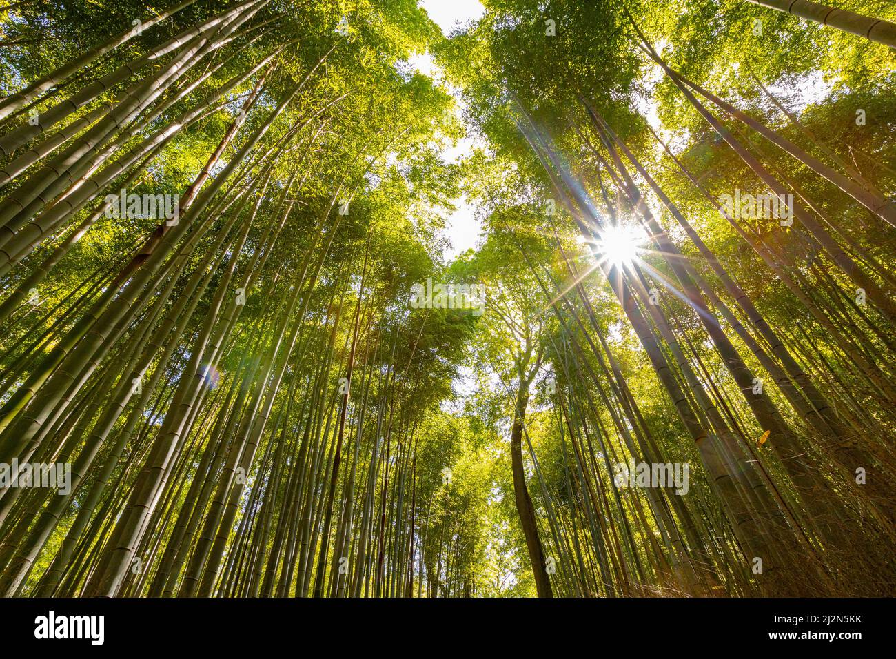 Vista en ángulo bajo del bosque de bambú contra el sol Foto de stock