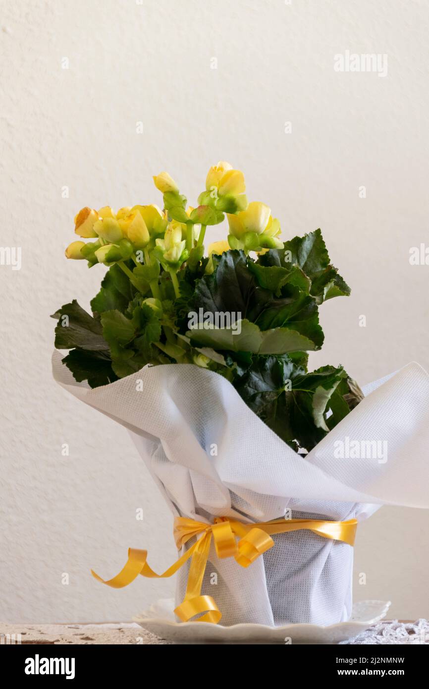 Background pot plant begonia yellow fotografías e imágenes de alta  resolución - Alamy