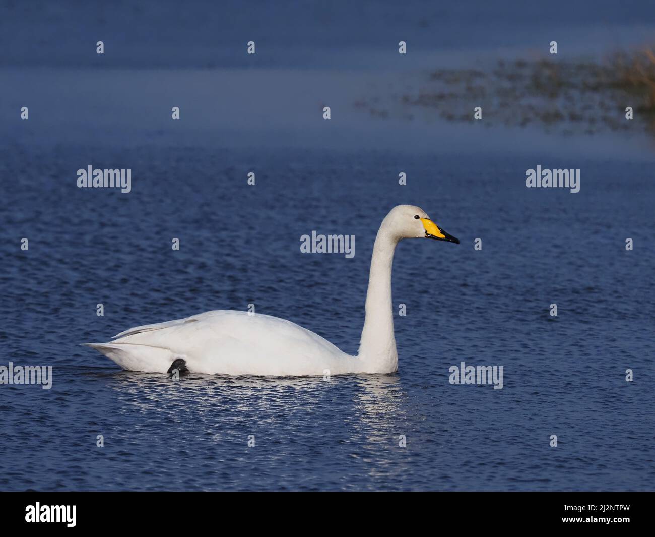 Los cisnes mudos residentes en el lago decidieron que era hora de que los Wintering Whoopers regresaran a casa para reproducirse y los persiguieron exitosamente del lago. Foto de stock