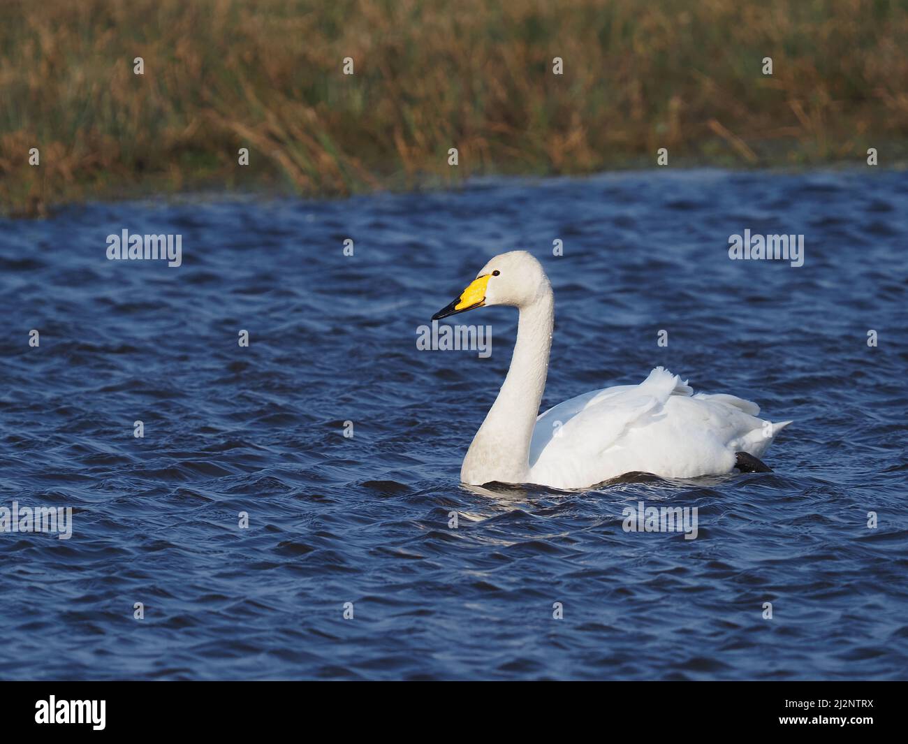 Los cisnes mudos residentes en el lago decidieron que era hora de que los Wintering Whoopers regresaran a casa para reproducirse y los persiguieron exitosamente del lago. Foto de stock