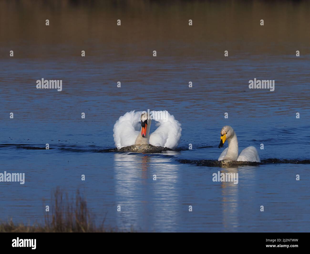Los cisnes mudos residentes en el lago decidieron que era hora de que los Wintering Whoopers regresaran a casa para reproducirse y los persiguieron exitosamente del lago. Foto de stock