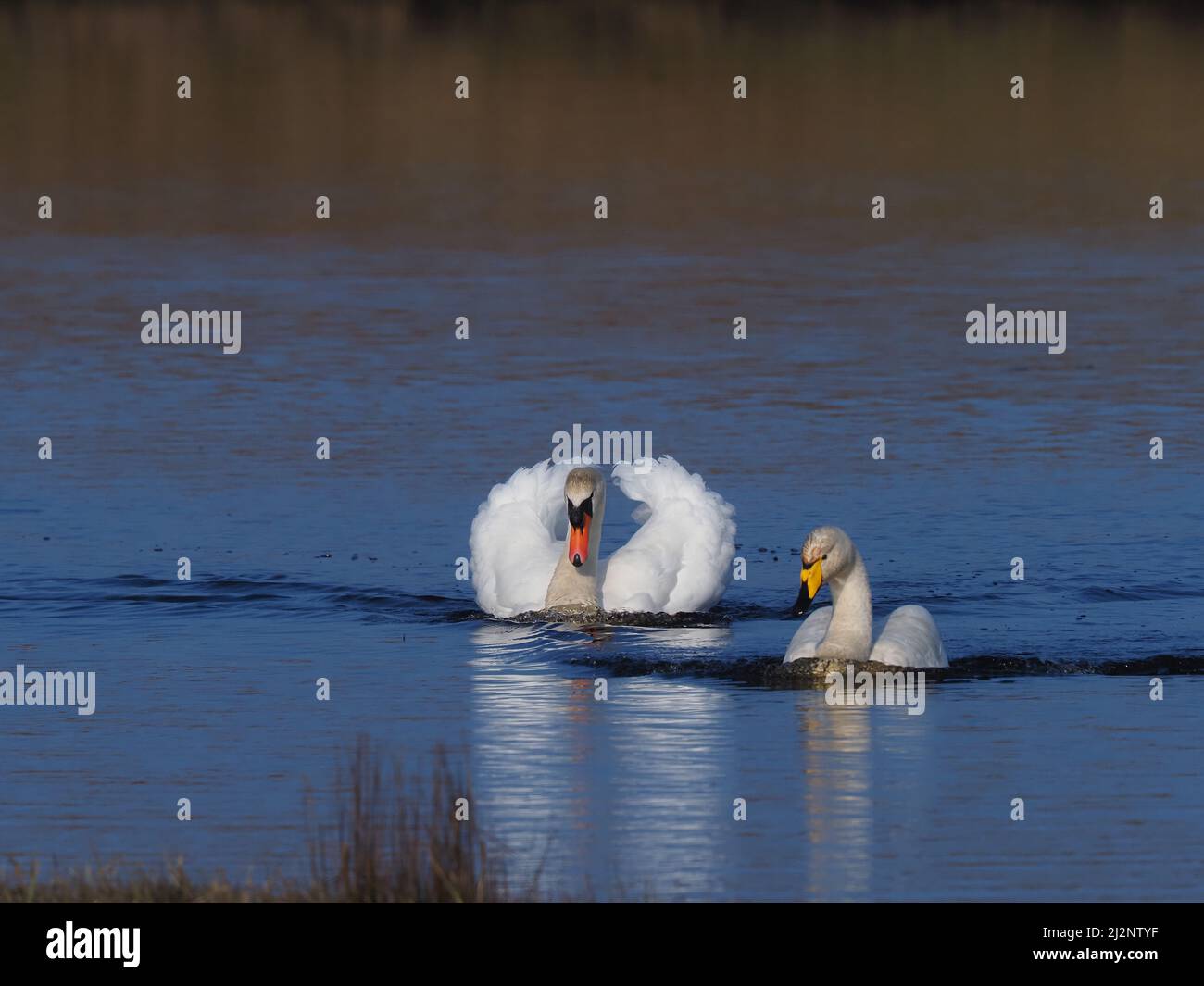 Los cisnes mudos residentes en el lago decidieron que era hora de que los Wintering Whoopers regresaran a casa para reproducirse y los persiguieron exitosamente del lago. Foto de stock