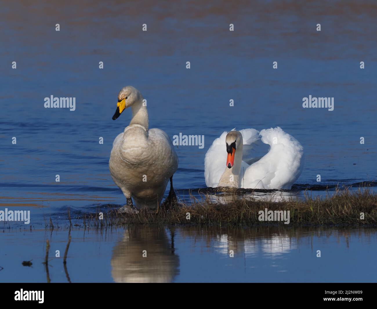 Los cisnes mudos residentes en el lago decidieron que era hora de que los Wintering Whoopers regresaran a casa para reproducirse y los persiguieron exitosamente del lago. Foto de stock