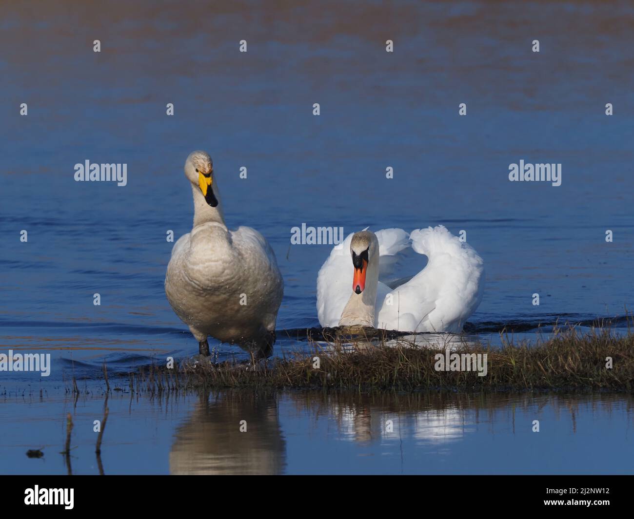 Los cisnes mudos residentes en el lago decidieron que era hora de que los Wintering Whoopers regresaran a casa para reproducirse y los persiguieron exitosamente del lago. Foto de stock