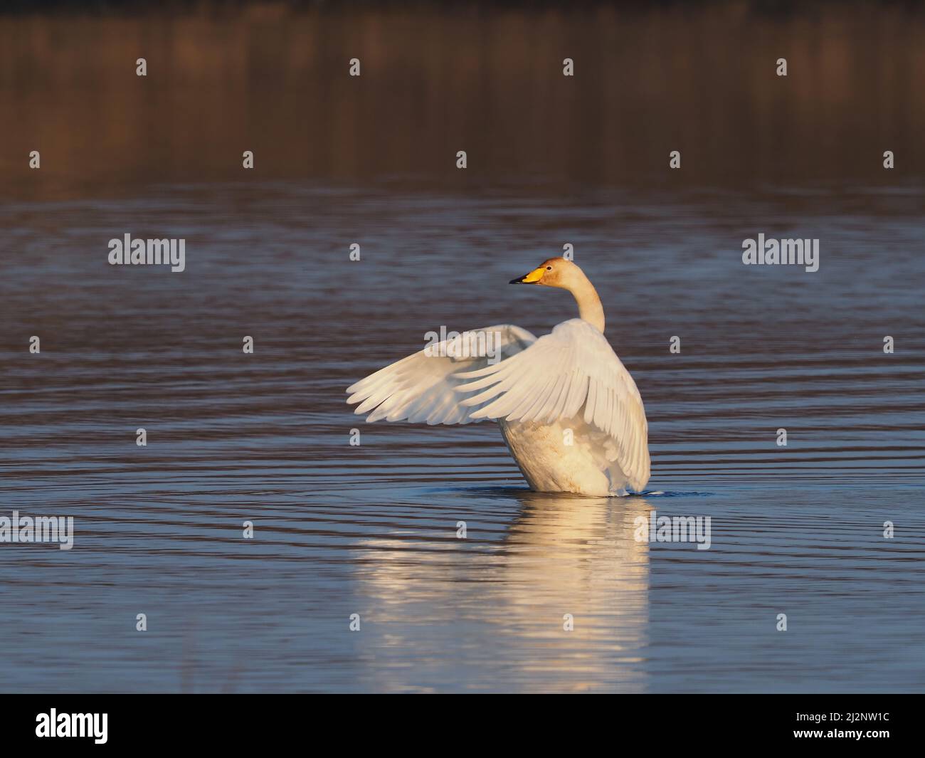 Los cisnes mudos residentes en el lago decidieron que era hora de que los Wintering Whoopers regresaran a casa para reproducirse y los persiguieron exitosamente del lago. Foto de stock