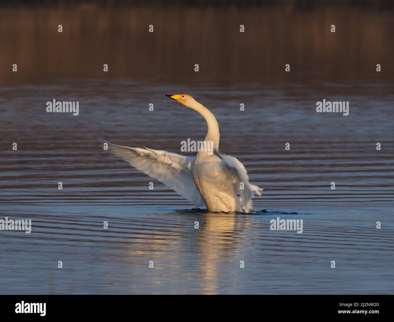 Los cisnes mudos residentes en el lago decidieron que era hora de que los Wintering Whoopers regresaran a casa para reproducirse y los persiguieron exitosamente del lago. Foto de stock