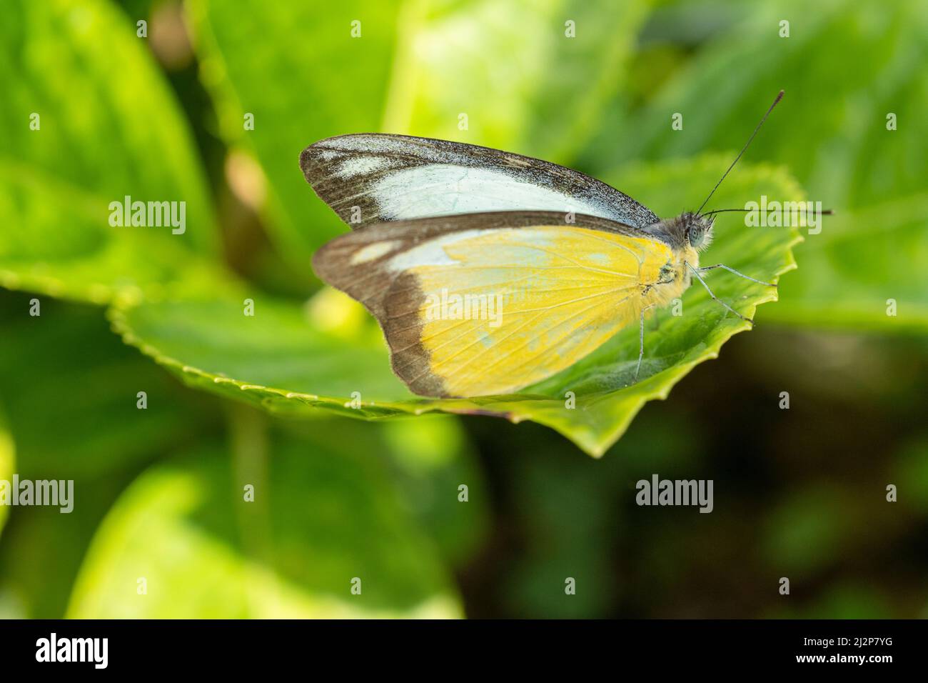 Primer plano de una hermosa mariposa (Appias Lyncida) sentado una licencia / flor durante la primavera en un día soleado Foto de stock