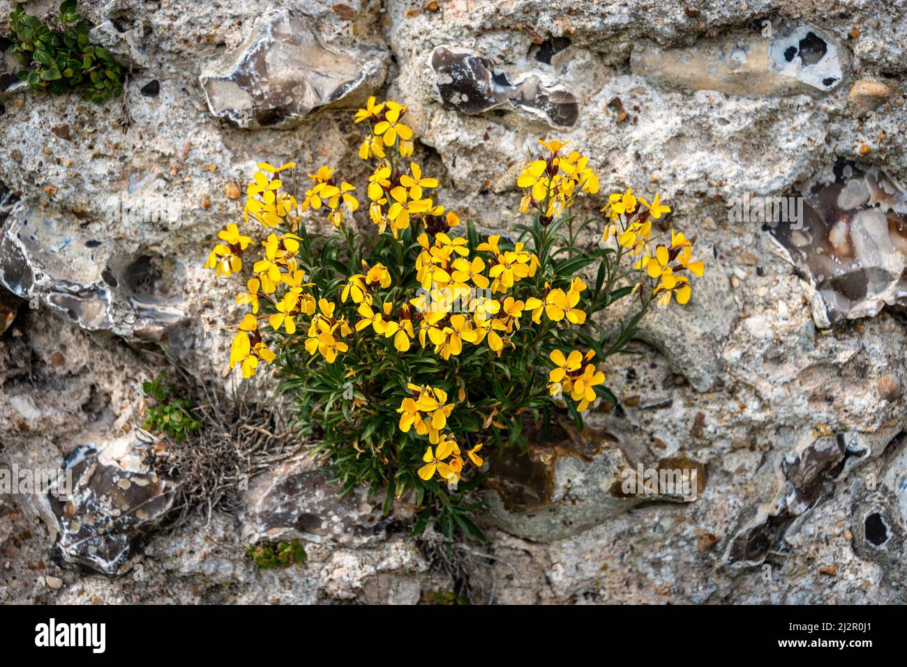 wallflower egeo, flor amarilla contra una pared de piedra. Foto de stock