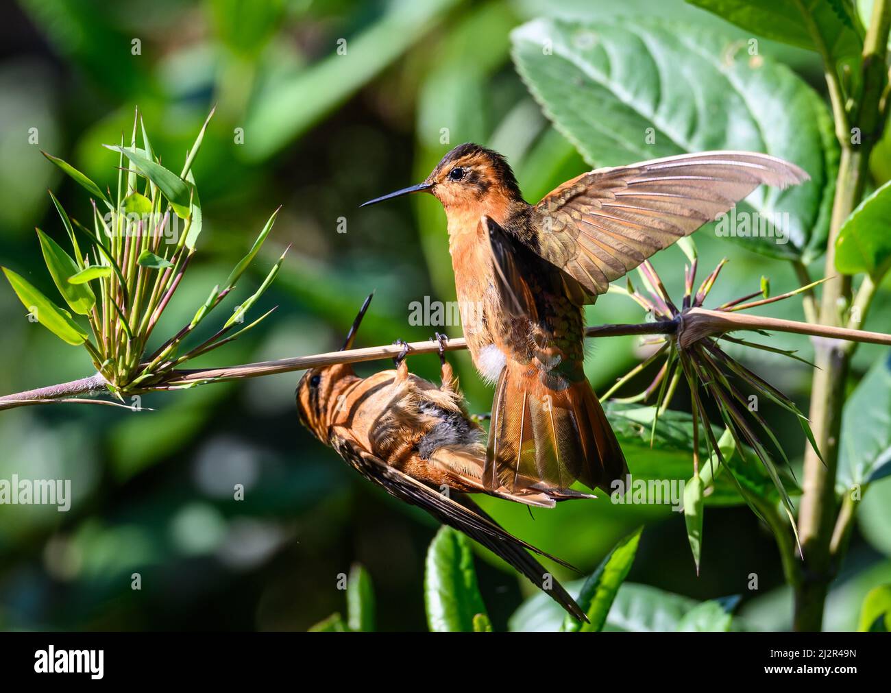 Dos colibríes brillando (Aglaeactis cupripennis) luchando en una rama. Colombia, América del Sur. Foto de stock