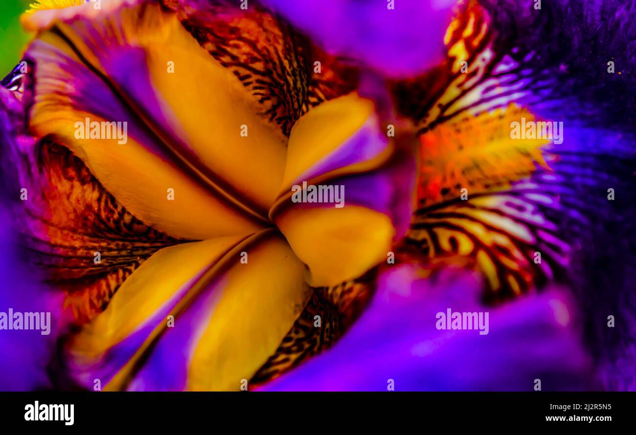 Núcleo de iris floral de dos colores. Flor de iris manchada de color  naranja violeta en el interior. Flor iris multicolor de cerca Fotografía de  stock - Alamy
