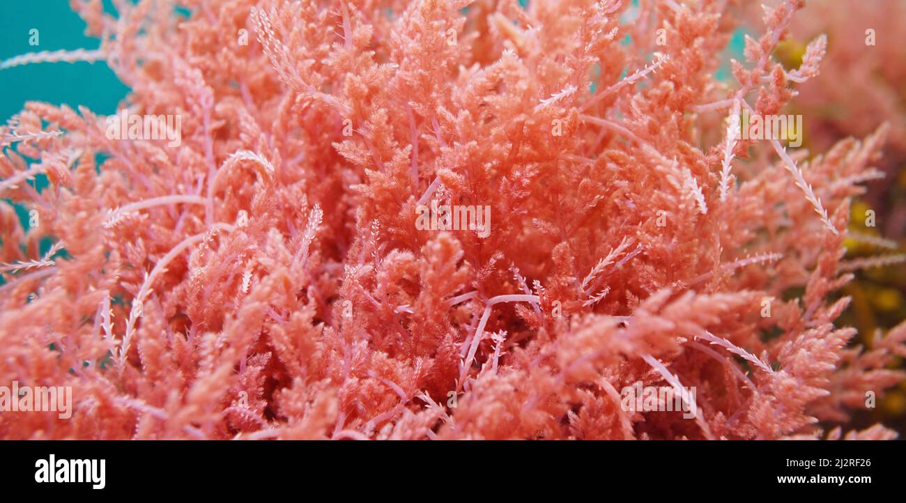 Asparagopsis armata, Harpoon alga roja, cerca, bajo el océano Atlántico, España Foto de stock