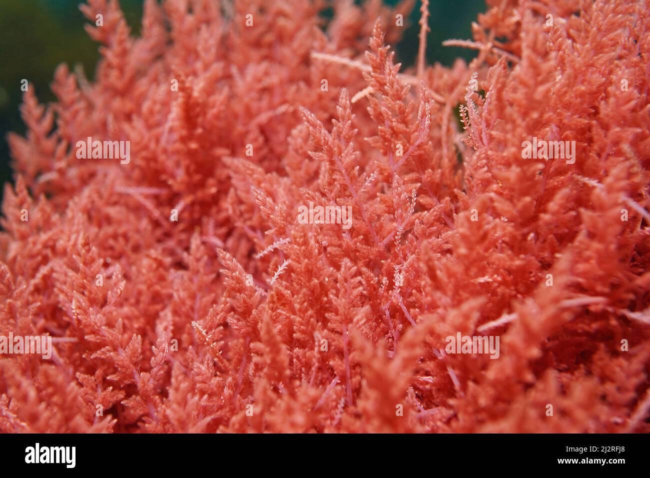 Alga roja Harpoon maleza, Asparagopsis armata, cerca, bajo el océano Atlántico, España Foto de stock
