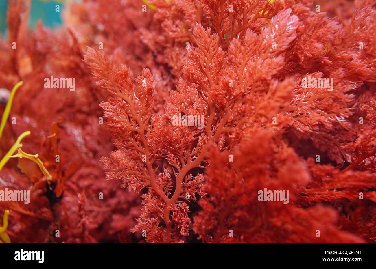 Alga roja Plocamium cartilagineum cerca, bajo el océano Atlántico, España Foto de stock