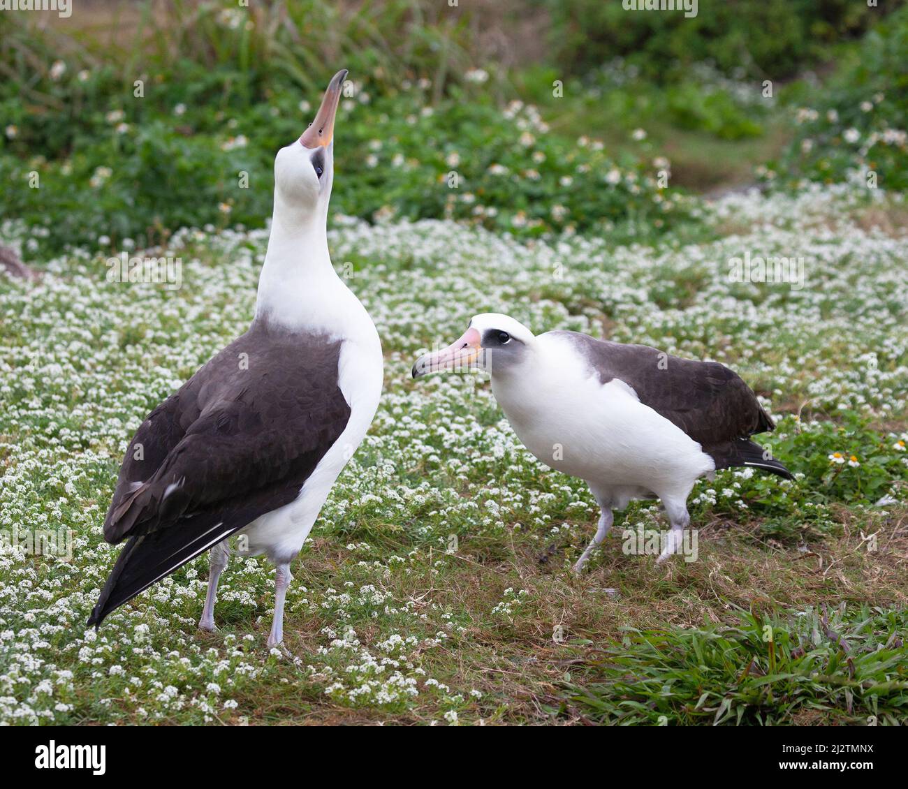 Laysan Albatros baile en el cortejo con un pájaro apuntando hacia el cielo en un campo de flores Sweet Alyssum. Phoebastria immutabilis, Lobularia maritima Foto de stock