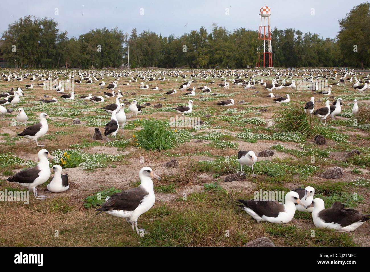 Colonia de cría de albatros de Laysan en el Atolón Midway, una isla del Pacífico norte. Phoebastria immutabilis Foto de stock