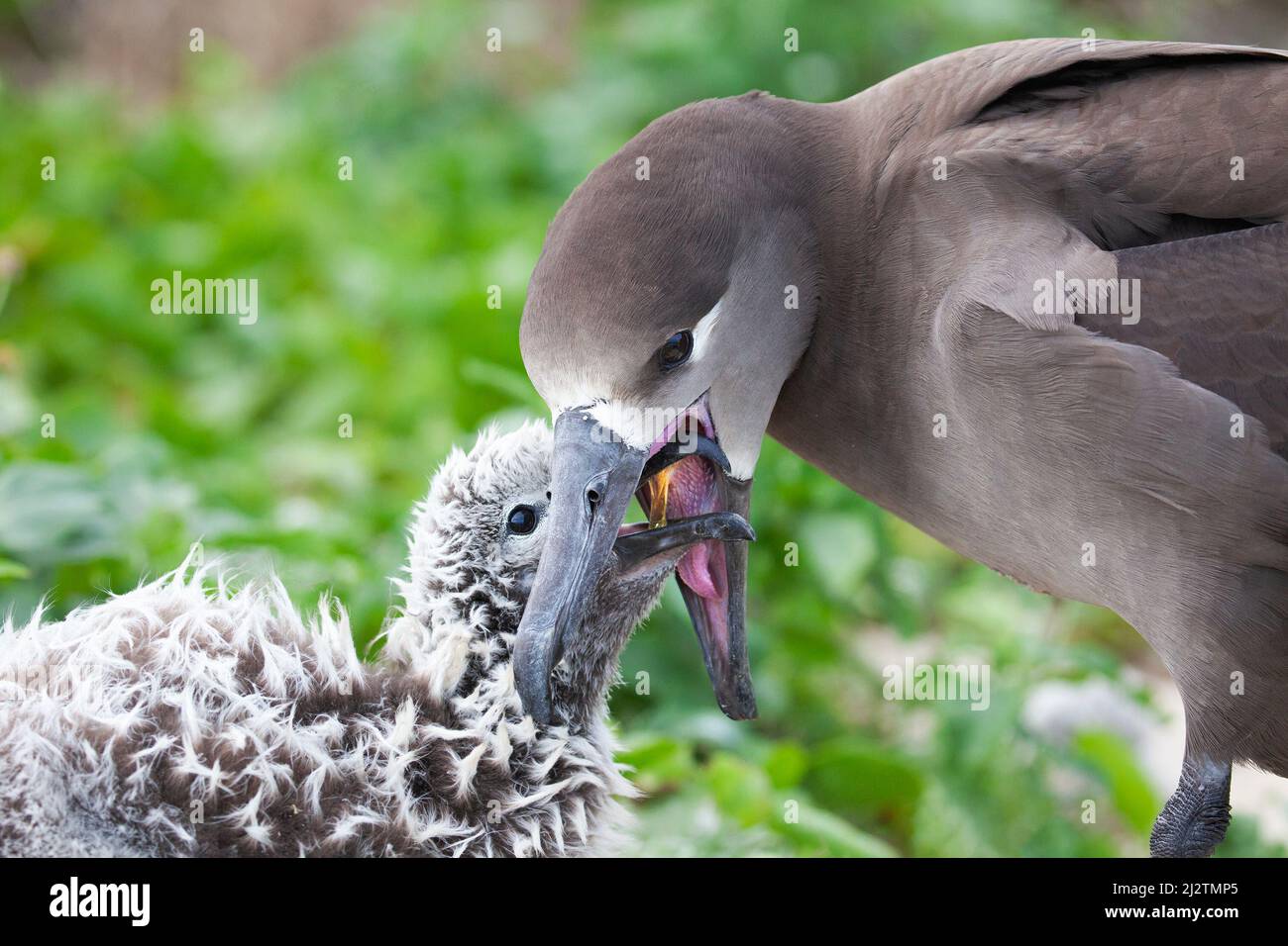 Albatros de patas negras ave padre que alimenta aceite de estómago a polla joven por regurgitación, cerca. Phoebastria nigripes. Foto de stock