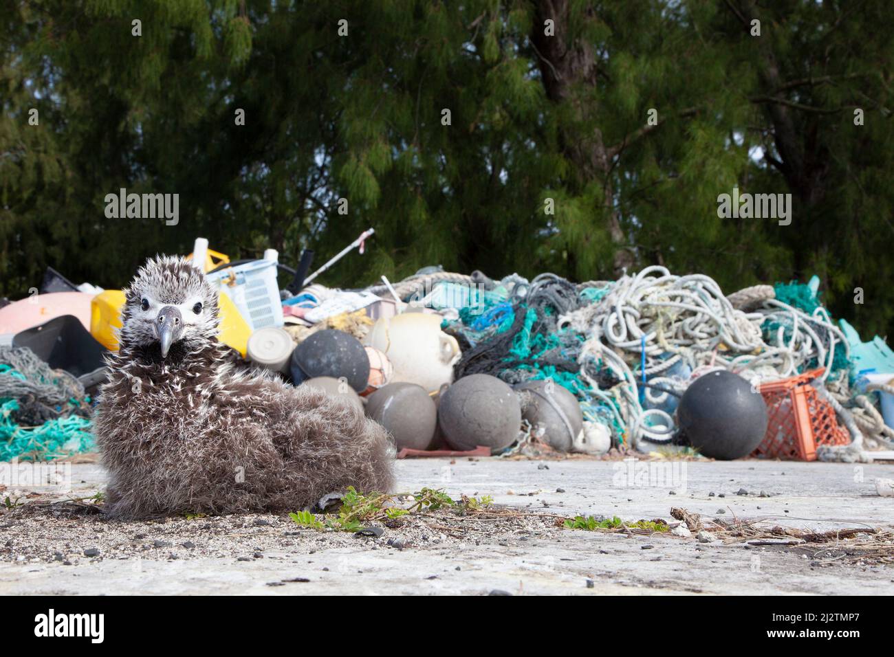 Laysan Albatross pican nidos junto al montón de residuos plásticos de la costa del océano recogidos para su reciclaje y eliminación fuera de la isla. Phoebastria immutabilis Foto de stock