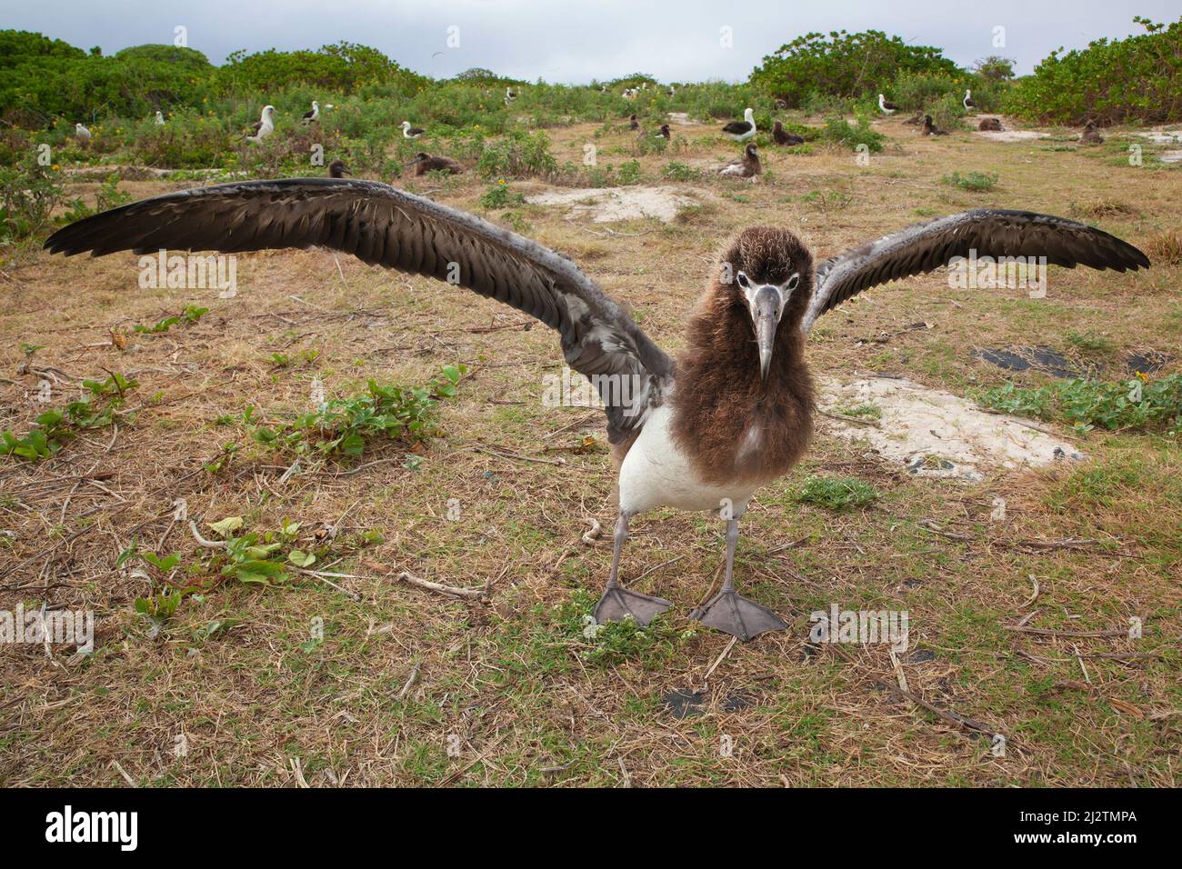 Laysan Albatros flejo ave en una colonia de anidación que se extiende y revolotora alas, ejercitando los músculos de vuelo antes de aprender a volar. Foto de stock