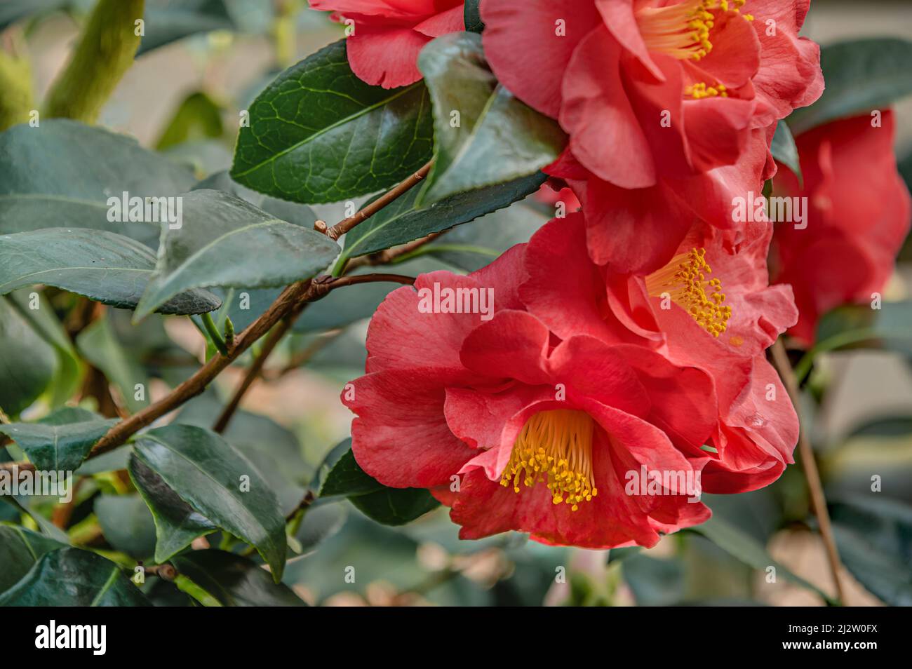 Primer plano de la Camellia Roja Japonica,Tricolor Roja’ flores en Landschloss Zuschendorf, Sajonia, Alemania Foto de stock
