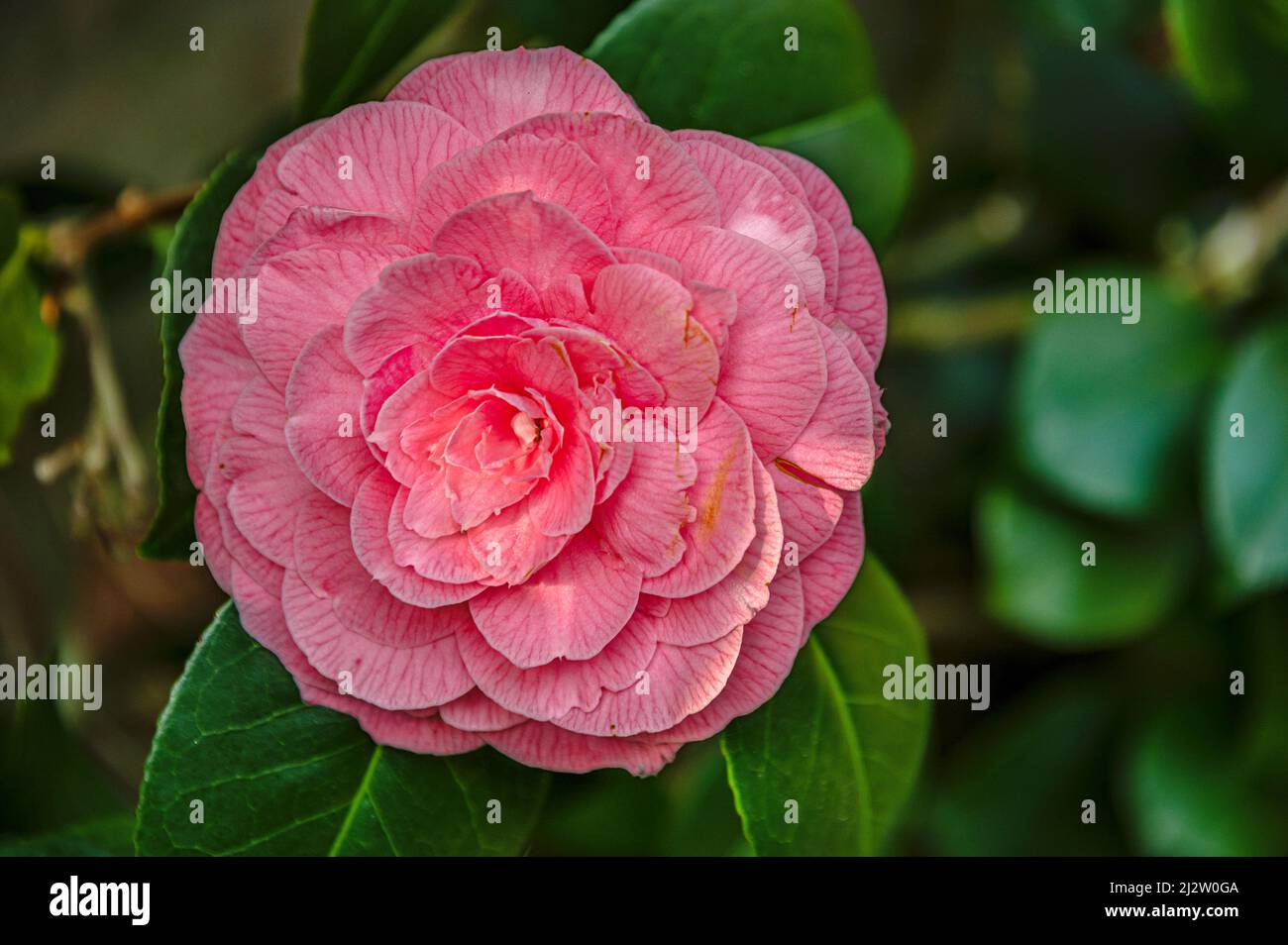 Primer plano de las flores rosadas Camellia Japonica, Saccoi en Landschloss Zuschendorf, Sajonia, Alemania Foto de stock