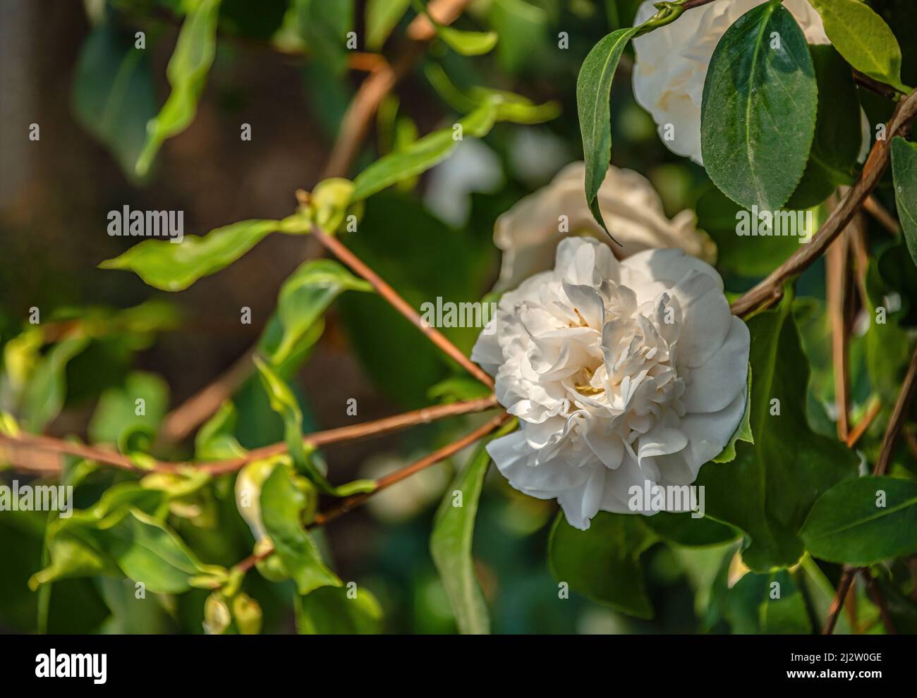 Primer plano de la flor blanca Camellia Japonica en Landschloss Zuschendorf, Sajonia, Alemania Foto de stock