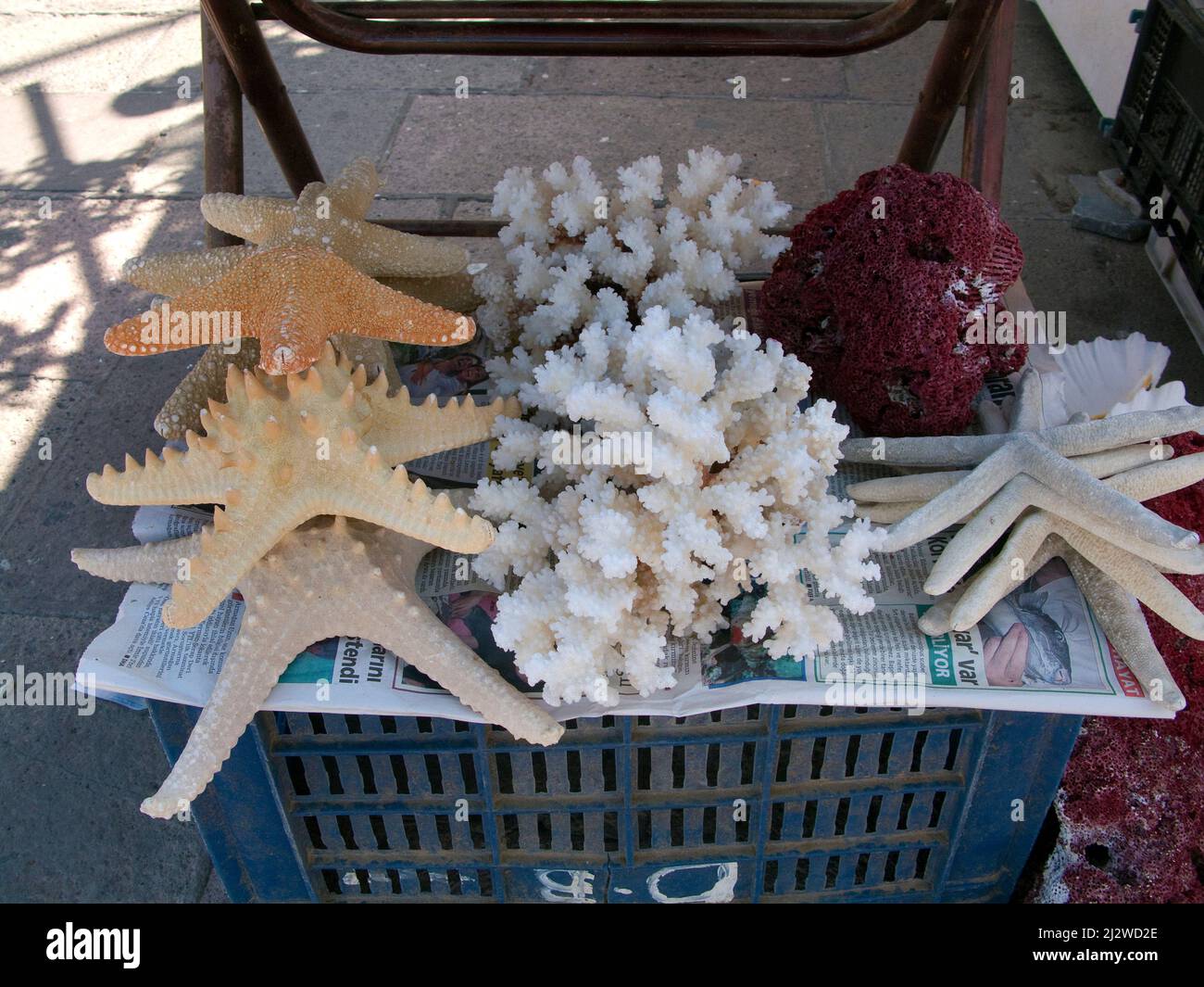 Tienda vende animales marinos muertos y conchas como souvenirs, Bodrum, Aegaeis, Turquía, Mar Mediterráneo Foto de stock