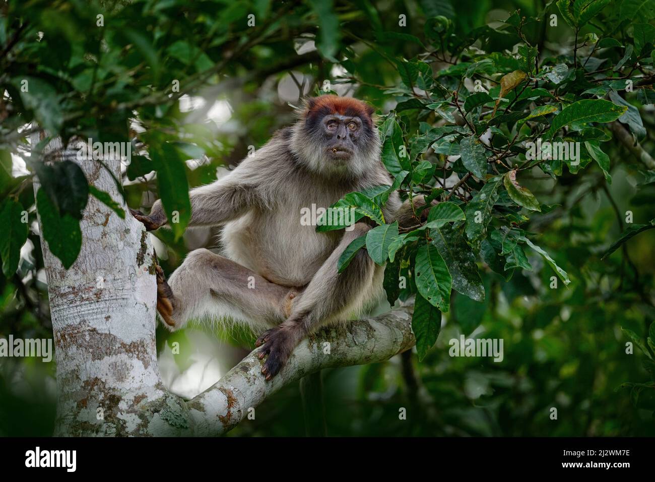 Colobús rojo ugandés, tefrosceles de Piliocolobus, mono gris cabeza rufa sentado en el tronco del árbol en el bosque tropical. Colobus rojo en hábitat de vegetación, KiB Foto de stock