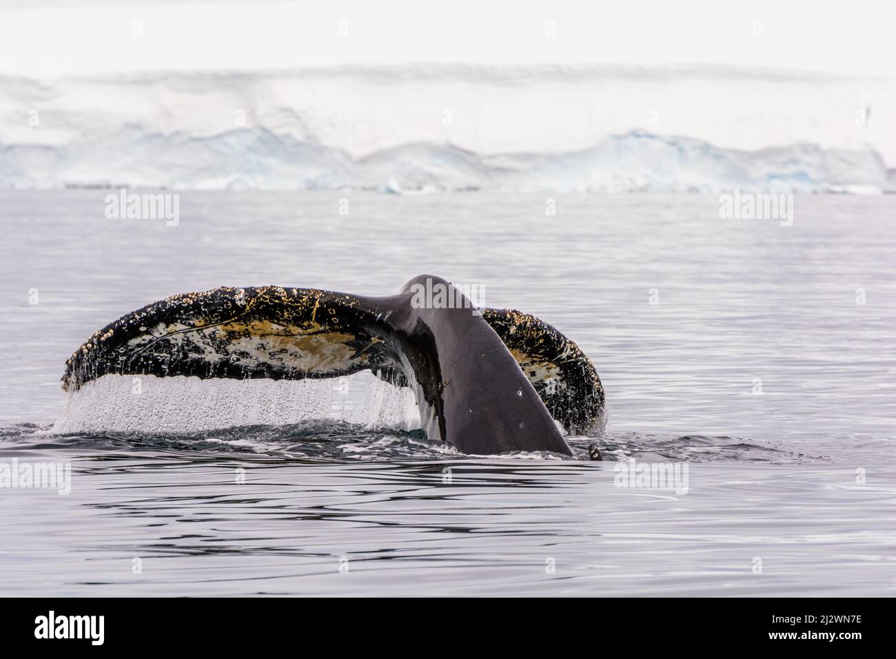 la cola de una ballena jorobada (Megaptera novaeangliae) visible sobre el agua mientras la ballena se sumerge, tomada en la Bahía Wilhelmina, Península Antártica Foto de stock