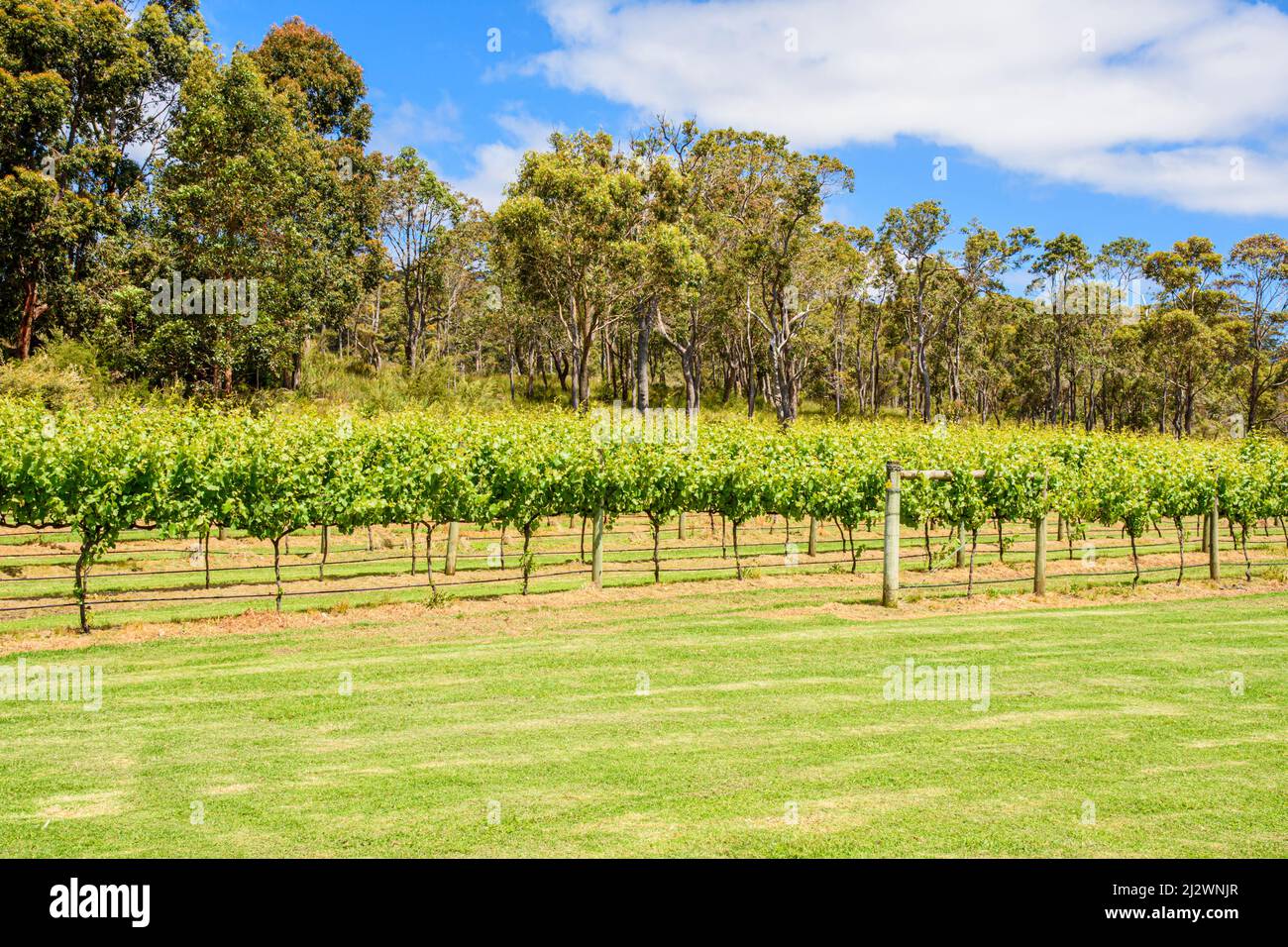 Filas de vides en la bodega Lake House Denmark en la región vinícola del Gran Sur de Australia Occidental, Australia Foto de stock