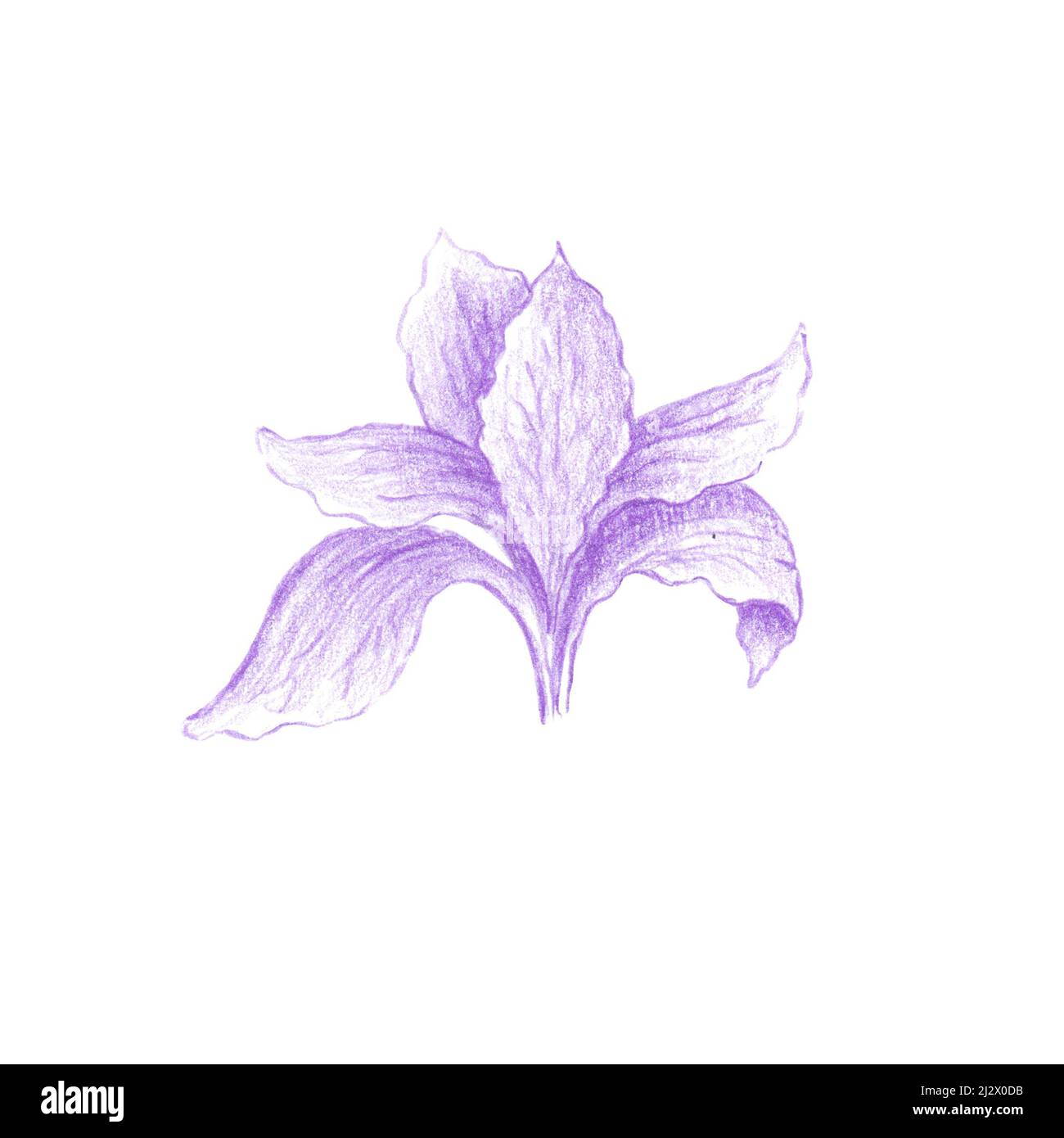 Dibujo de lápices de colores de flor de iris púrpura, flor de Irideae violeta dibujado a mano como ilustración botánica aislada sobre blanco Fotografía de stock - Alamy Dibujo de lápices de colores de flor de iris púrpura, flor de Irideae violeta dibujado a mano como ilustración botánica aislada sobre blanco Fotografía de stock - Alamy
