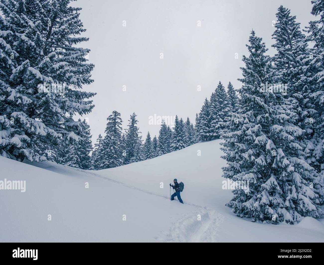 Excursión de esquí a Lacherspitze, cubierto de nieve, en Sudelfeld, Baviera, en la nieve entre árboles nevados Foto de stock