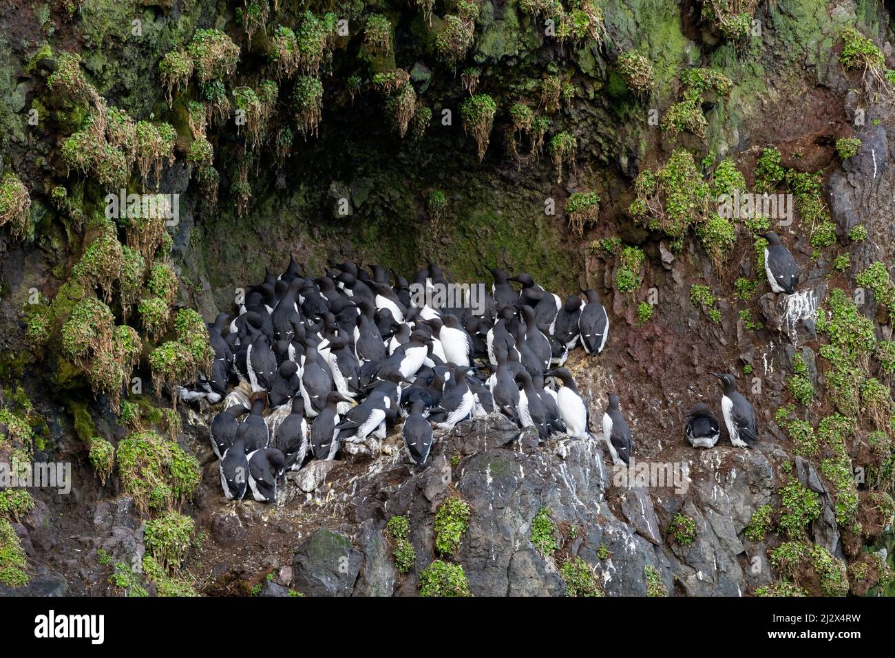 Guillemots en el acantilado, Uria aalge, Islandia, Europa Foto de stock