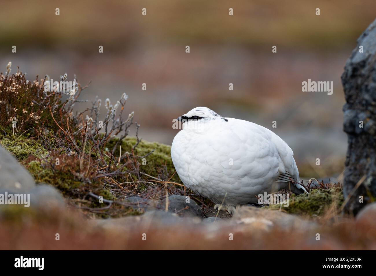 Ptarmigan, gallina, Lagopus mutus, invierno, Islandia, Europa Foto de stock