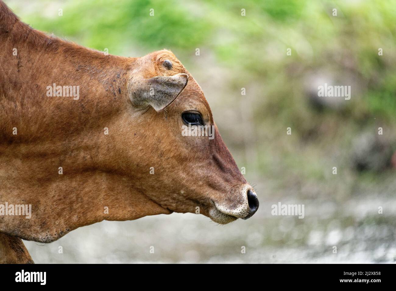 Vacas asiáticas pastando y día de terneros Foto de stock