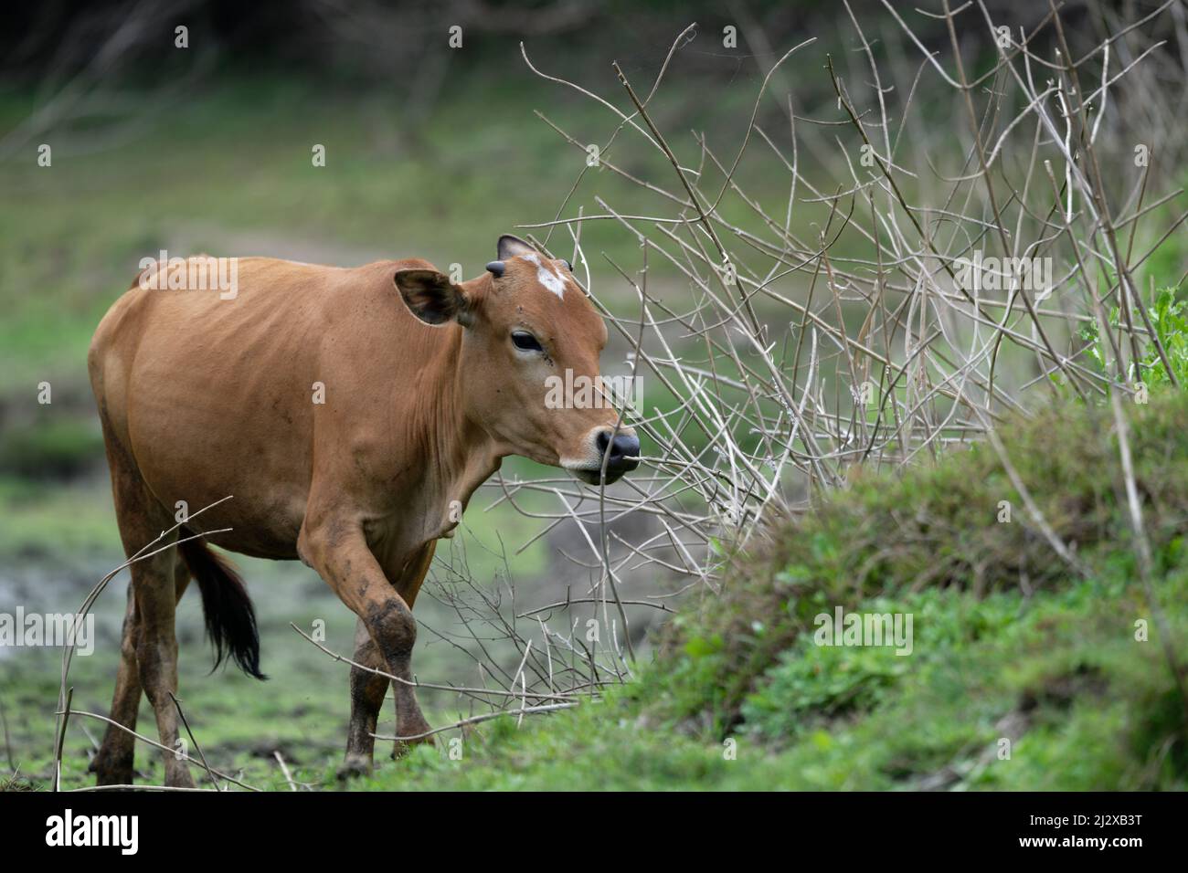Vacas asiáticas pastando y día de terneros Foto de stock