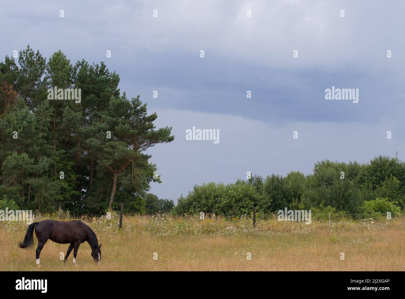 Hermoso caballo negro en el fondo del cielo Foto de stock