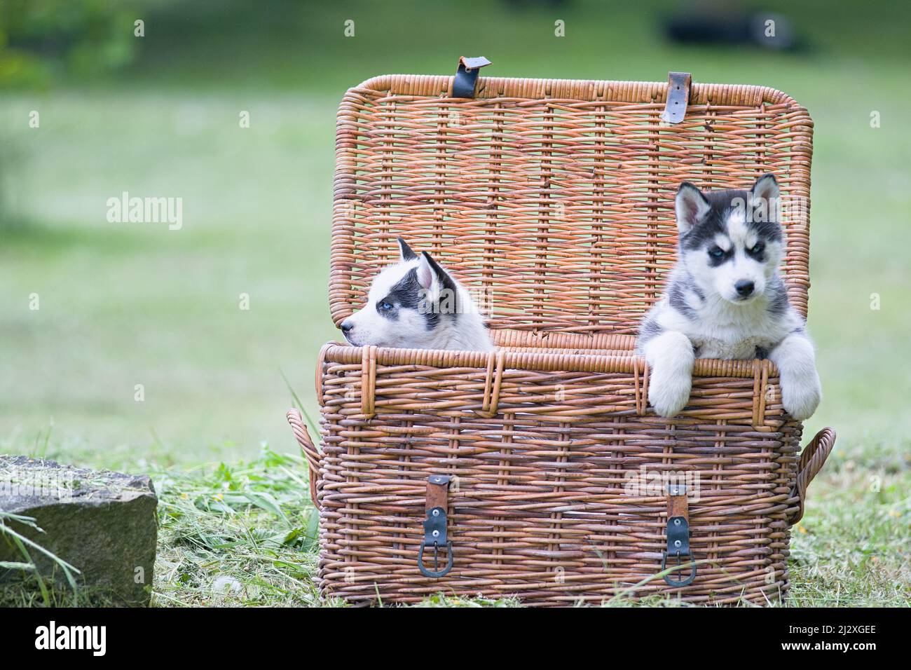 cachorro de husky en una cesta. Un primer plano Foto de stock