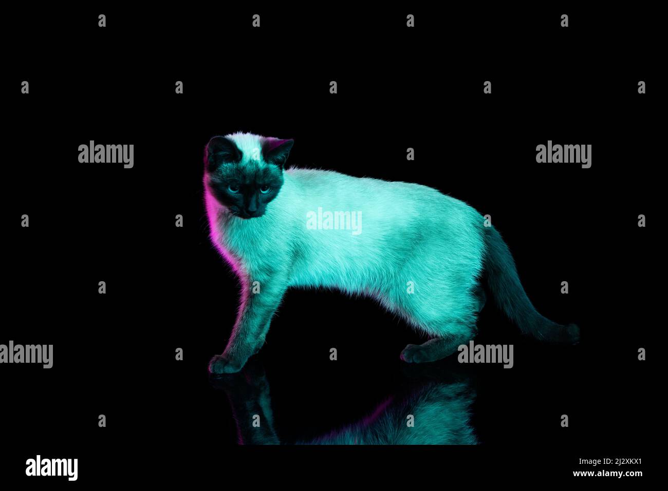 Retrato completo de un hermoso gato tailandés con ojos azules que se posan  aislados sobre fondo oscuro con luz de neón. Concepto de vida animal  doméstica, mascotas Fotografía de stock - Alamy