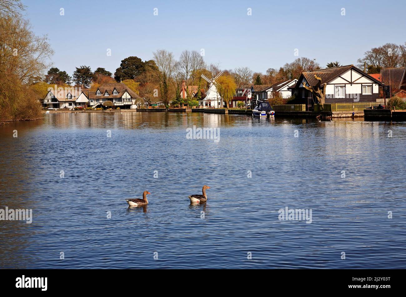 Una vista del río Bure en los Norfolk Broads con propiedades junto al río y gansos en primer plano en Horning, Norfolk, Inglaterra, Reino Unido. Foto de stock