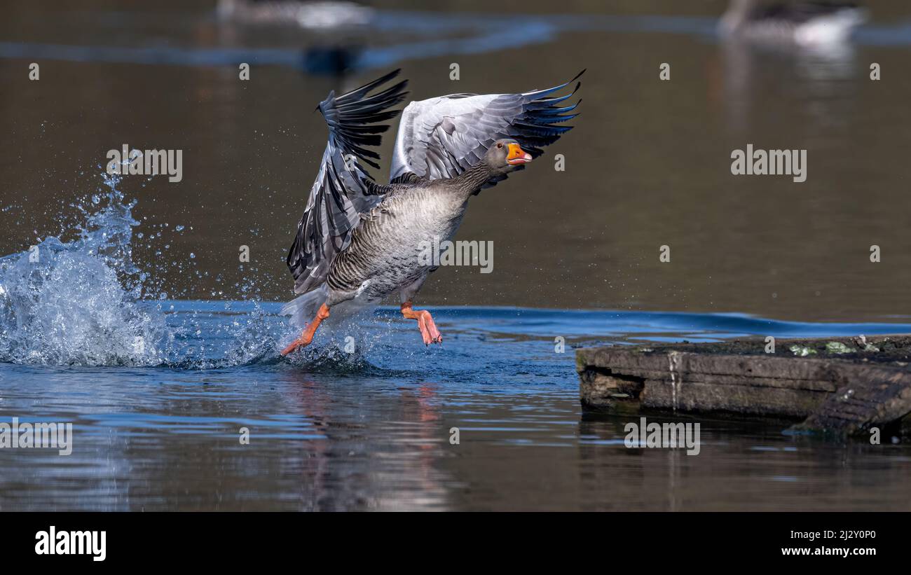 Un ganso grislag (Anser anser) parece tiptoe su camino sobre el agua de un estanque hacia un pontón. Foto de stock