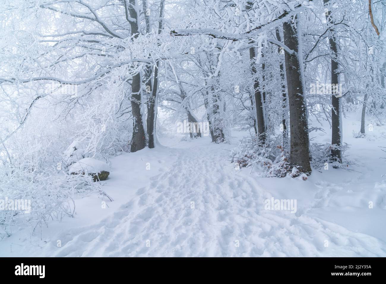 Alemania, invierno en un bosque, árboles cubiertos de nieve blanca y hielo en un frío y helado ambiente de invierno a lo largo de una ruta de senderismo con muchos pasos Foto de stock